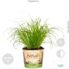 Bloomique - 6er-Set - Haustierfreundliche Pflanzen - Produktbild-Vorschau 2