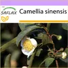 SAFLAX - Skutečný čajový keř - Camellia sinensis - 6 Semena Náhled obrázku produktu 7