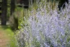 Stauden Gänge 1 x Perovskia atriplicifolia 'Blue Spire' - Produktbild-Vorschau 6