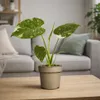 A potted plant on a wooden table in a living room setting. Náhled obrázku produktu