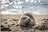 ARTland Leinwandbild Baby-Robbe am Strand von List, Sylt Produktbild-Vorschau 1