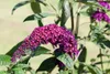 Buddleja davidii 'Royal Red', Schmetterlingsflieder, rot, Produktbild-Vorschau 4