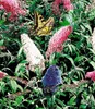 BALDUR Garten 2er Sommerflieder-Sortiment, Pflanzen im Produktbild-Vorschau 3