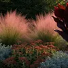 Stauden Gänge 1 x Muhlenbergia capillaris im 1 Liter Topf - Produktbild-Vorschau 6