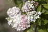 Hydrangea paniculata 'Pinky Winky', Rispenhortensie, Produktbild-Vorschau 6