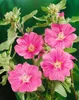 Lavatera x olbia 'Bredon Springs', Strauchmalve, rosa, ca. Produktbild-Vorschau 2