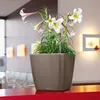 A plant in a pot on a red surface with a blurred background of a restaurant. Podgląd zdjęcia produktu