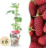 GreenboutiQ - Obstpflanzen - Taybes - Rubus Tayberry - Produktbild-Vorschau 2