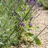 6 Verbena bonariensis Gartenpflanzen, purpurfarben, Höhe 20 Produktbild-Vorschau 4