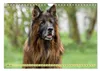 Altdeutsche Schäferhunde - Traumhafte Schäferhunde Produktbild-Vorschau 8