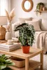 Alocasia Polly 35 cm - tropická rastlina slonie ucho, Náhľad obrázku produktu 4