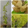 Bayernkiwi männliche Kiwipflanze Kiwi Actinidia arguta Produktbild-Vorschau 1