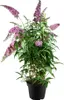 Buddleja davidii 'Pink Delight', Schmetterlingsflieder, Produktbild-Vorschau 1