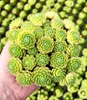 BALDUR Garten 2x Sempervivum 'Lemon Flare®', Pflanzen im Produktbild-Vorschau 1