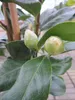 Camellia japonica Lady Vansittard - Japanische Kamelie Lady Produktbild-Vorschau 2