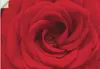 ARTland Wandbild, selbstklebend Rote Rose Größe: 100x70 cm Produktbild-Vorschau 1