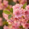 Green boutiQ - Plante artificielle - Prunus - Kersenbloesem Voir les images du produit 3