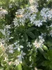 A close-up view of a flowering plant with white blossoms and green leaves. Podgląd zdjęcia produktu