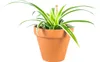Gardners Chlorophytum Comosum, průměr 6 cm Náhled obrázku produktu 1