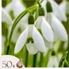 Śnieżyczka - 50 szt - Galanthus elwesii - Cebulki kwiatowe Podgląd zdjęcia produktu 1