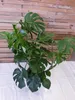 [Palmenlager] XXL Monstera deliciosa - Fensterblatt - Produktbild-Vorschau 1