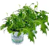 Enseleits 2er Set ASIA-SALAT MILD-SCHARFER, BRASSICA RAPA, Produktbild-Vorschau 1