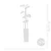 2x Vitis Vinifera 'Vroege van der Laan' - Produktbild-Vorschau 5