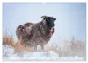 Schafe - Raues Wetter, weiche Wolle (Wandkalender 2027 DIN Produktbild-Vorschau 4