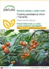 SAFLAX - Tropický paradajkový strom / Tamarillo - Náhľad obrázku produktu 1
