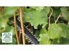 Tagliasiepi a batteria AdvancedHedgeCut 36V-65-28, 1 Anteprima dell’immagine prodotto 15