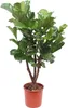 Trendyplants - Ficus Lyrata verzweigt - Tabakpflanze - Produktbild-Vorschau 1