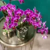 Orchidées Colibri | Orchidée Phalaenopsis violette - Voir les images du produit 13