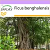 SAFLAX - Bengálsky škrtič obr - Ficus benghalensis - 20 Náhľad obrázku produktu 10