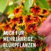 COMPO Stauden Langzeit-Dünger für Stauden und Produktbild-Vorschau 9
