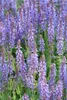 Salvia nemoroze 'Caradonna' 24 planten Tiefviolette Productafbeelding-voorbeeld 1