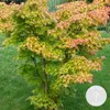 A Japanese maple tree with green and orange-pink leaves in a garden setting. Produktbild-Vorschau