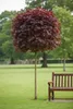 Acer Crimson "Sentry"- Rotblättriger Ahorn, Blutahorn,  Produktbild-Vorschau 2