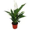 Spathiphyllum, foglia singola, "Sweet Chico", vaso 13cm Anteprima dell’immagine prodotto 1
