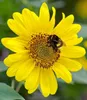 BALDUR Garten 2x Winterharte Sonnenblume SunCatcher®, Produktbild-Vorschau 2