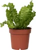 Fougère nid d'oiseau - Asplenium nidus 'Crispy Wave' - Voir les images du produit 1