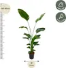 Baum - Strelitzie - Strelitzia Nicolai - Zimmerpflanze Produktbild-Vorschau 2