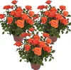 Bloomique - Zestaw 3 sztuk - Róża pomarańczowa doniczkowa - Podgląd zdjęcia produktu 1