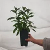 Buddleia Davidii Butterfly Candy ® Little Ruby PBR 2L Anteprima dell’immagine prodotto 6