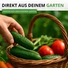 Salatgurke Tanja Samen - Cucumis sativus - Gurkensamen - Produktbild-Vorschau 5