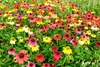 Stauden Gänge 3 x Echinacea purpurea ‚Cheyenne Spirit' - Produktbild-Vorschau 3