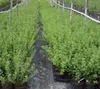 Rows of young plants in pots, likely in a nursery or garden center. Produktbild-Vorschau
