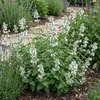 6x Nepeta faassenii Snowflake P9 H20 Produktbild-Vorschau 1