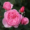 Rosa  - Kordes Parfuma® Rose - Rosa 'Kiss Me Kate'® Náhľad obrázku produktu 1