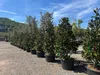 Sunny Tree - Magnolia Grandiflora „Gallisoniensis” - 240 cm Podgląd zdjęcia produktu 1