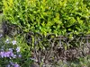 Beeteinfassung zum Stecken Produktbild-Vorschau